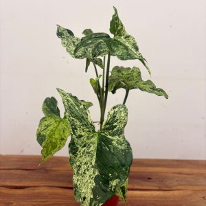 Syngonium ‘Mottled Mojito’