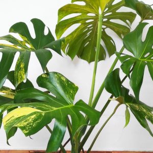 Monstera Aurea
