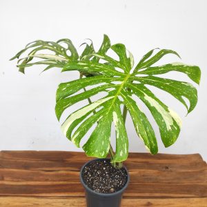 Monstera Deliciosa 'Thai Constellation'