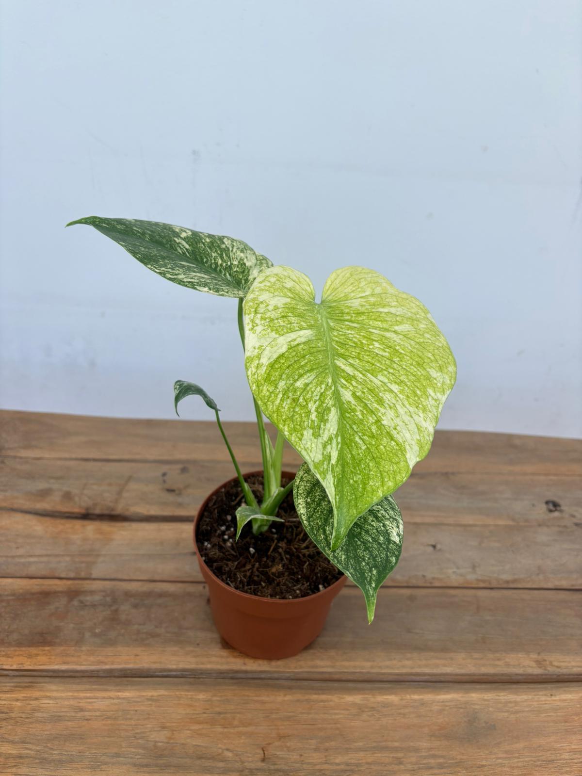 Monstera Mint Variegata