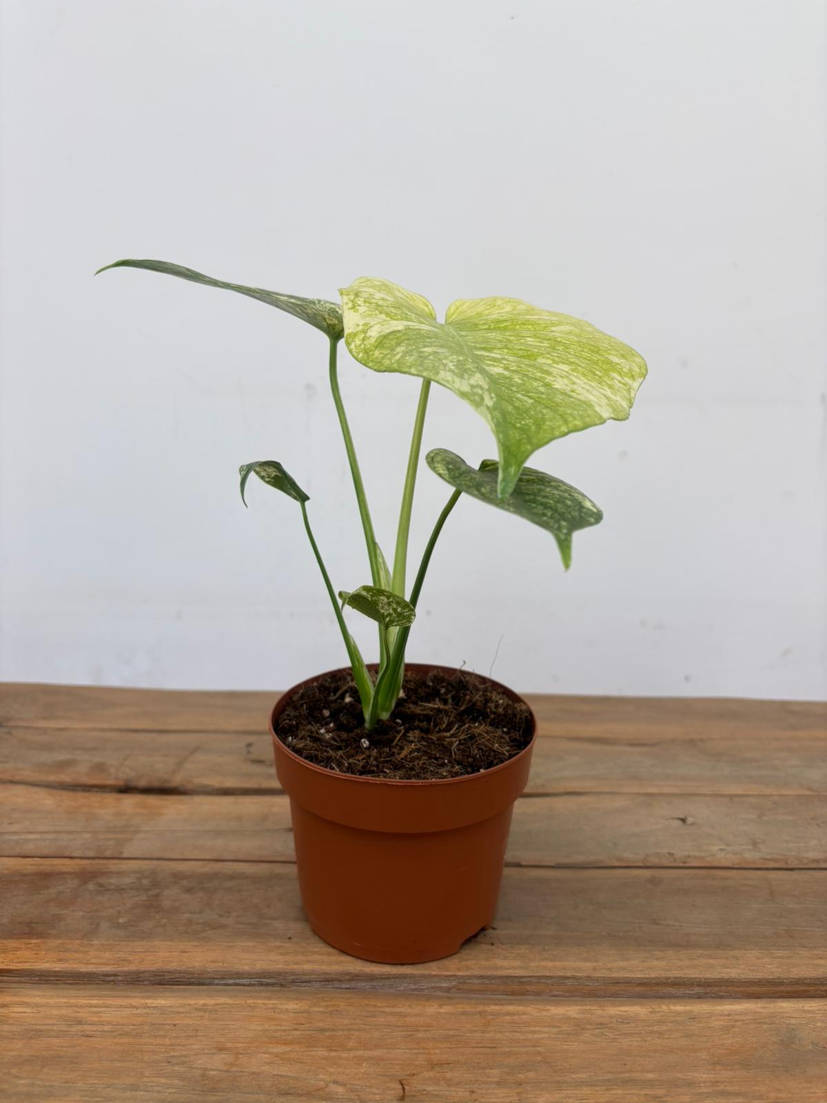 Monstera Mint Variegata - Image 2