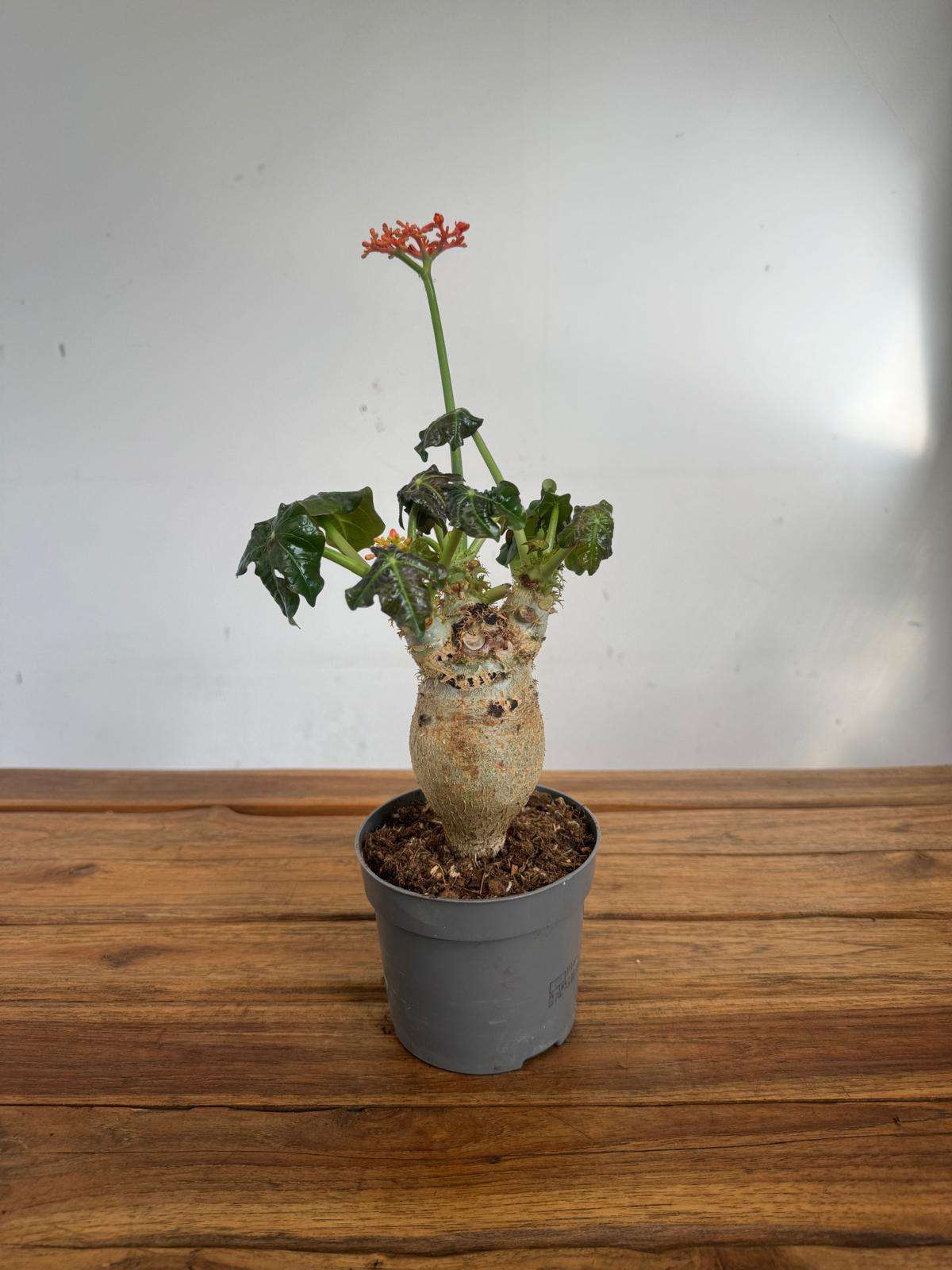 Jatropha Podagrica - V.13 - Image 2
