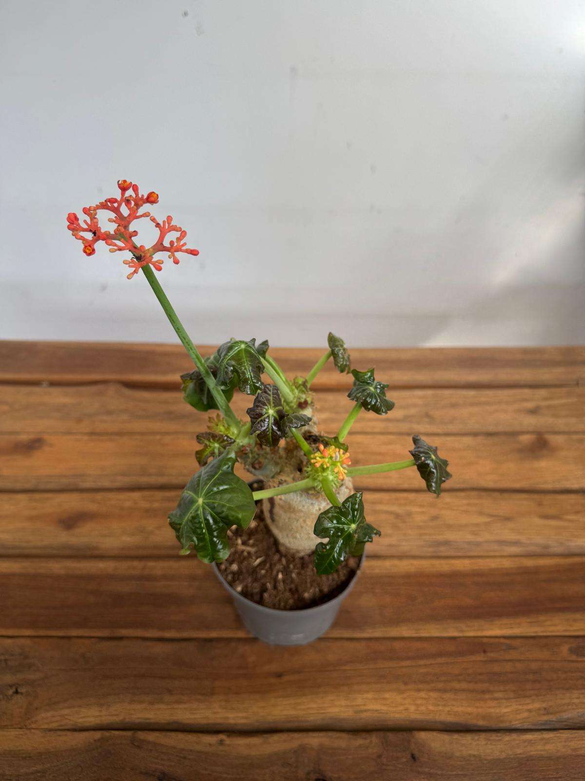 Jatropha Podagrica - V.13