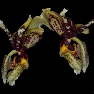 Stanhopea Nigroviolacea - Sem flor