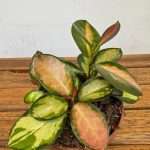 Hoya Australis Lisa