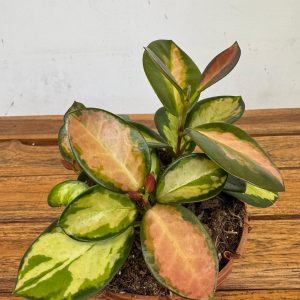 Hoya Australis Lisa