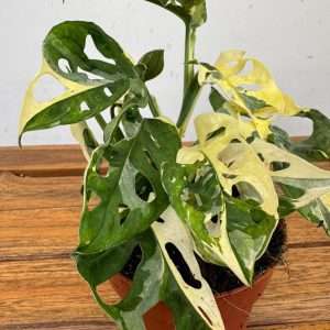Monstera Adansonii Variegata