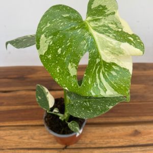 Monstera Deliciosa 'Thai Constellation'