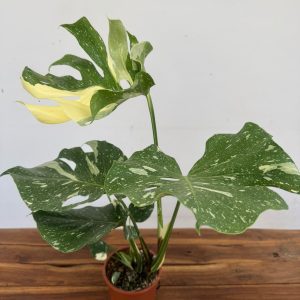 Monstera Deliciosa 'Thai Constellation'