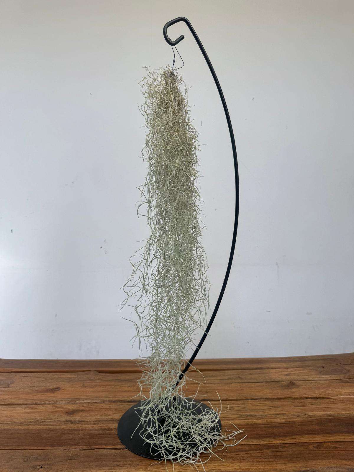 Tillandsia Usneoides - Image 2