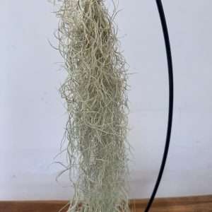Tillandsia Usneoides