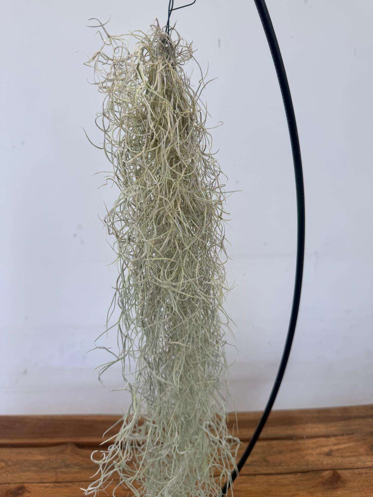 Tillandsia Usneoides