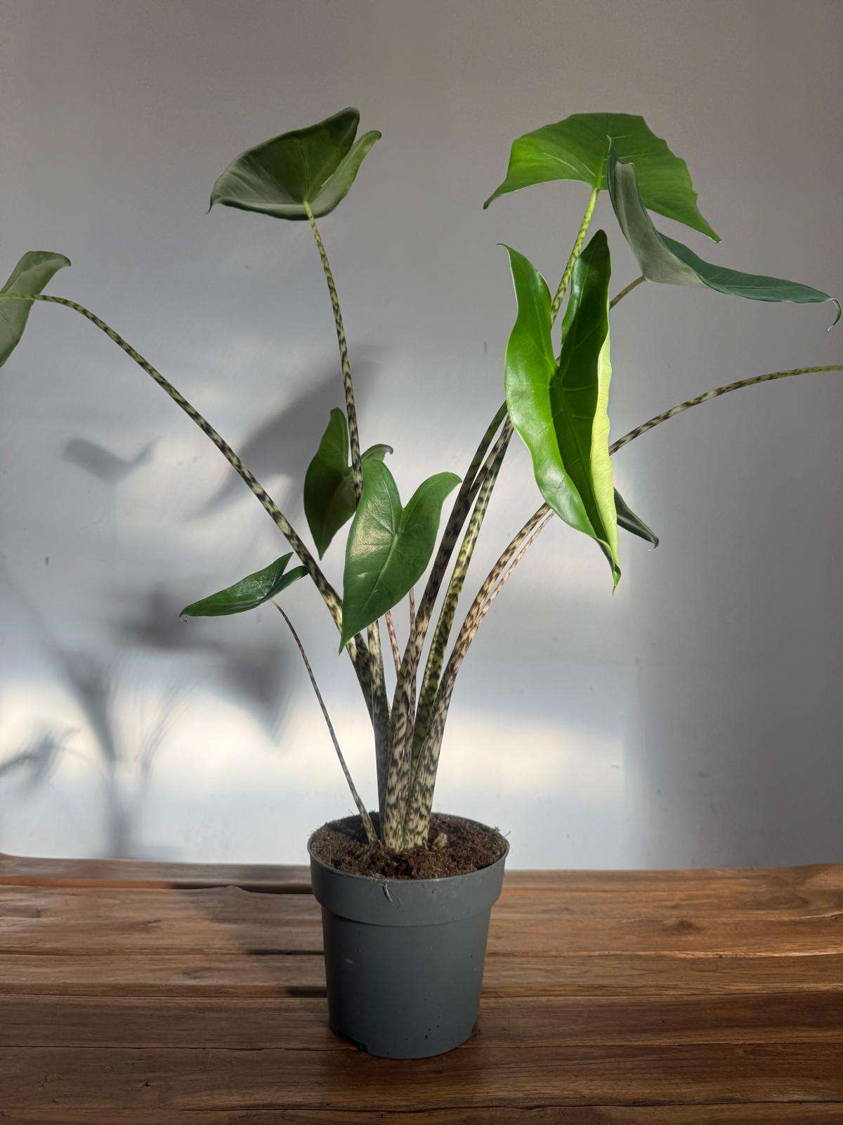 Alocasia Zebrina - V.17 - Image 2