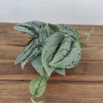 Scindapsus Kalimantan