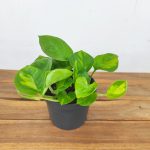 Epipremnum pinn. 'Global Green'