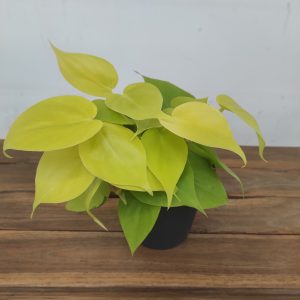 Philodendron scandens 'Micans Lime'