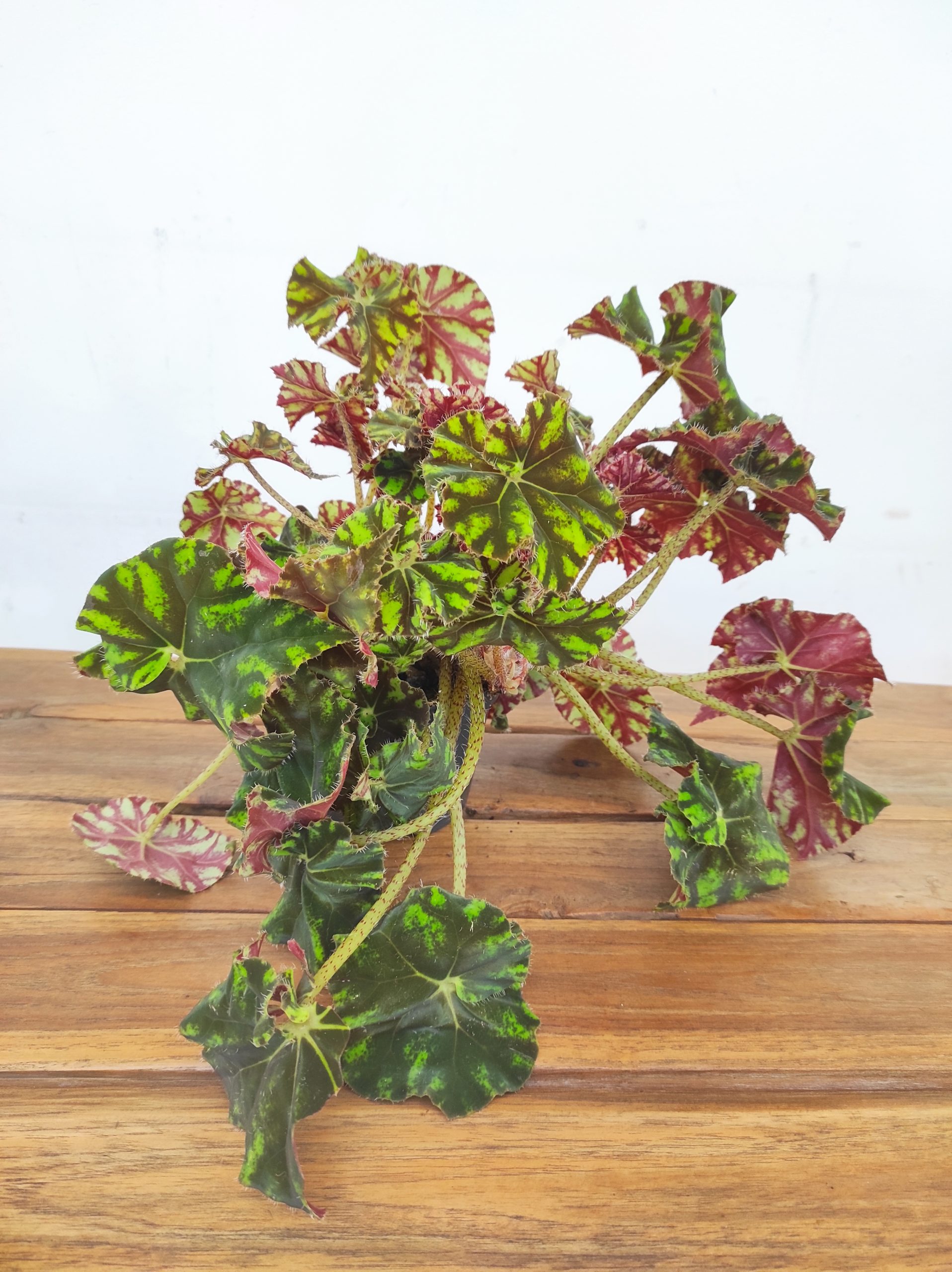 Begonia 'Spirit of Mauritius'