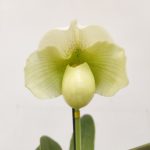 Paphiopedilum Rosy Dawn