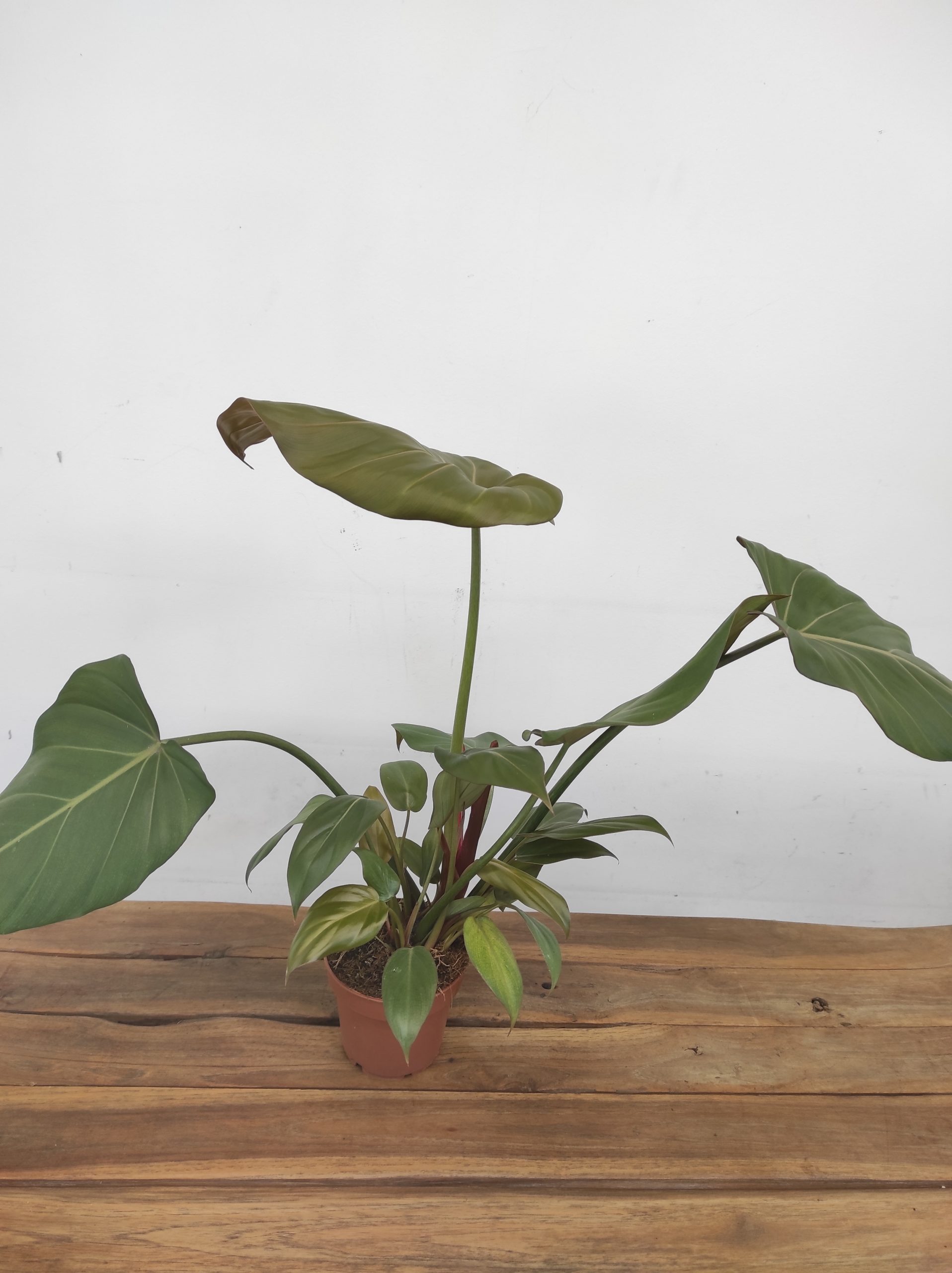 Philodendron Summer Glory