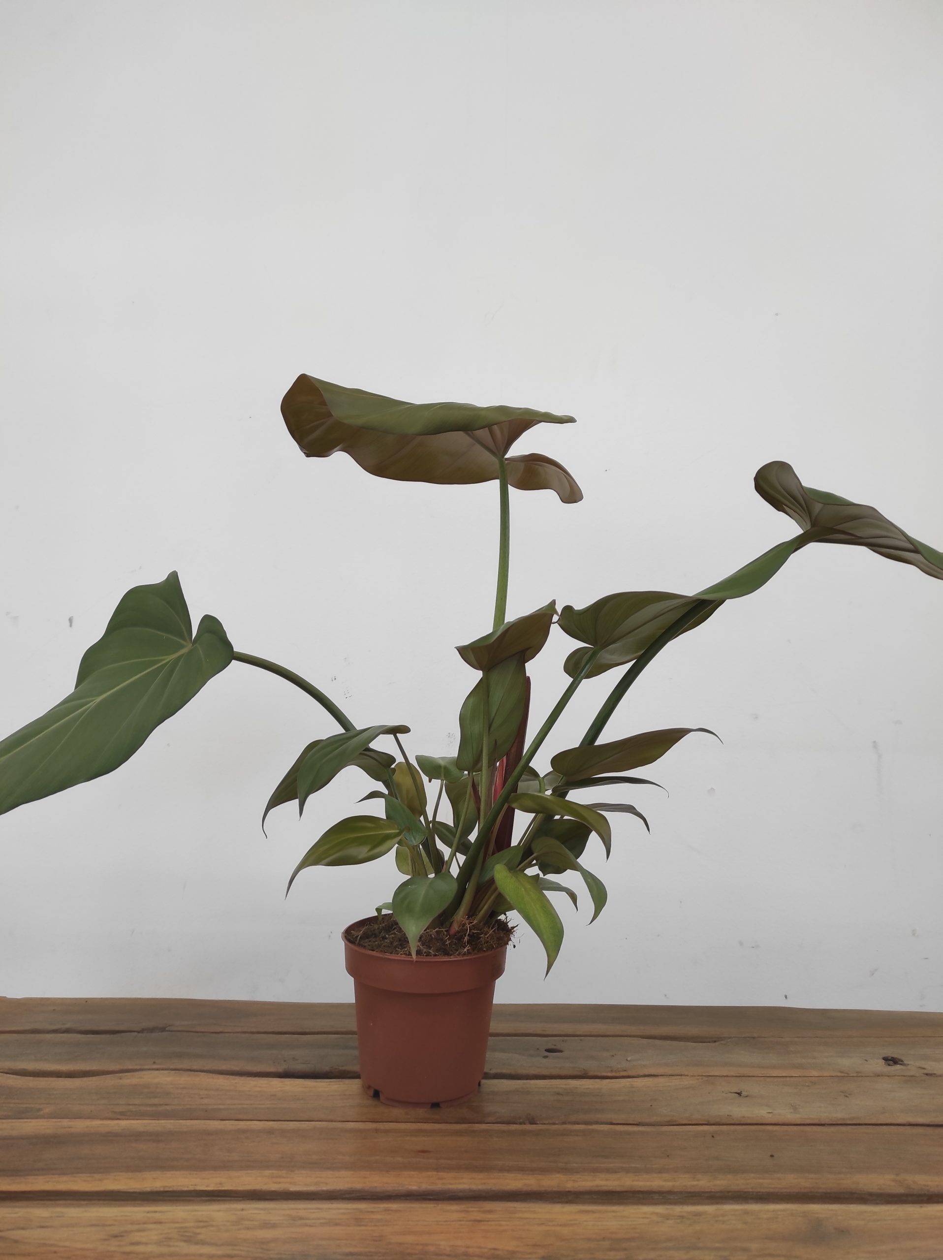 Philodendron Summer Glory - Image 2
