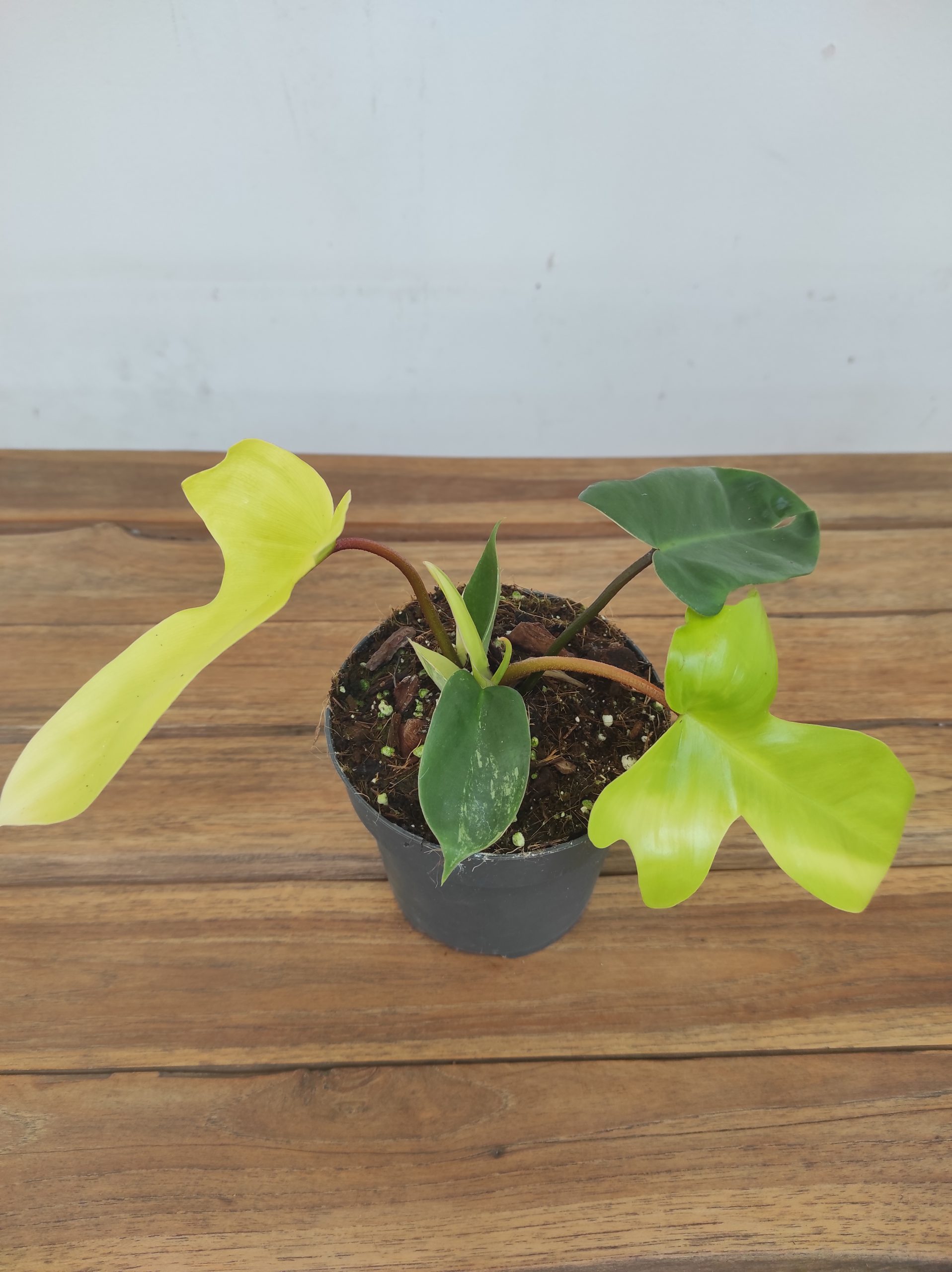 Philodendron Florida Beauty