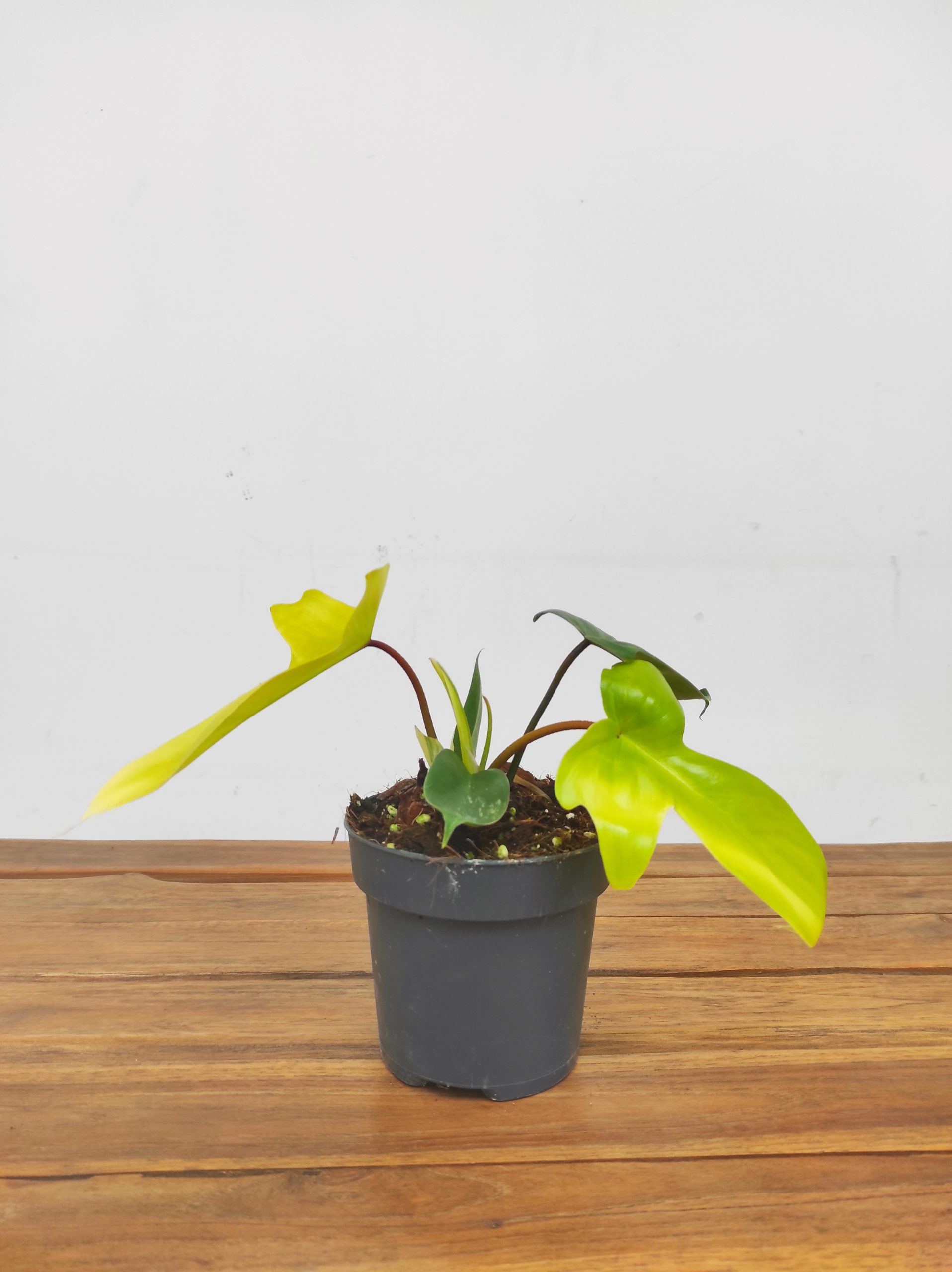 Philodendron Florida Beauty - Image 2