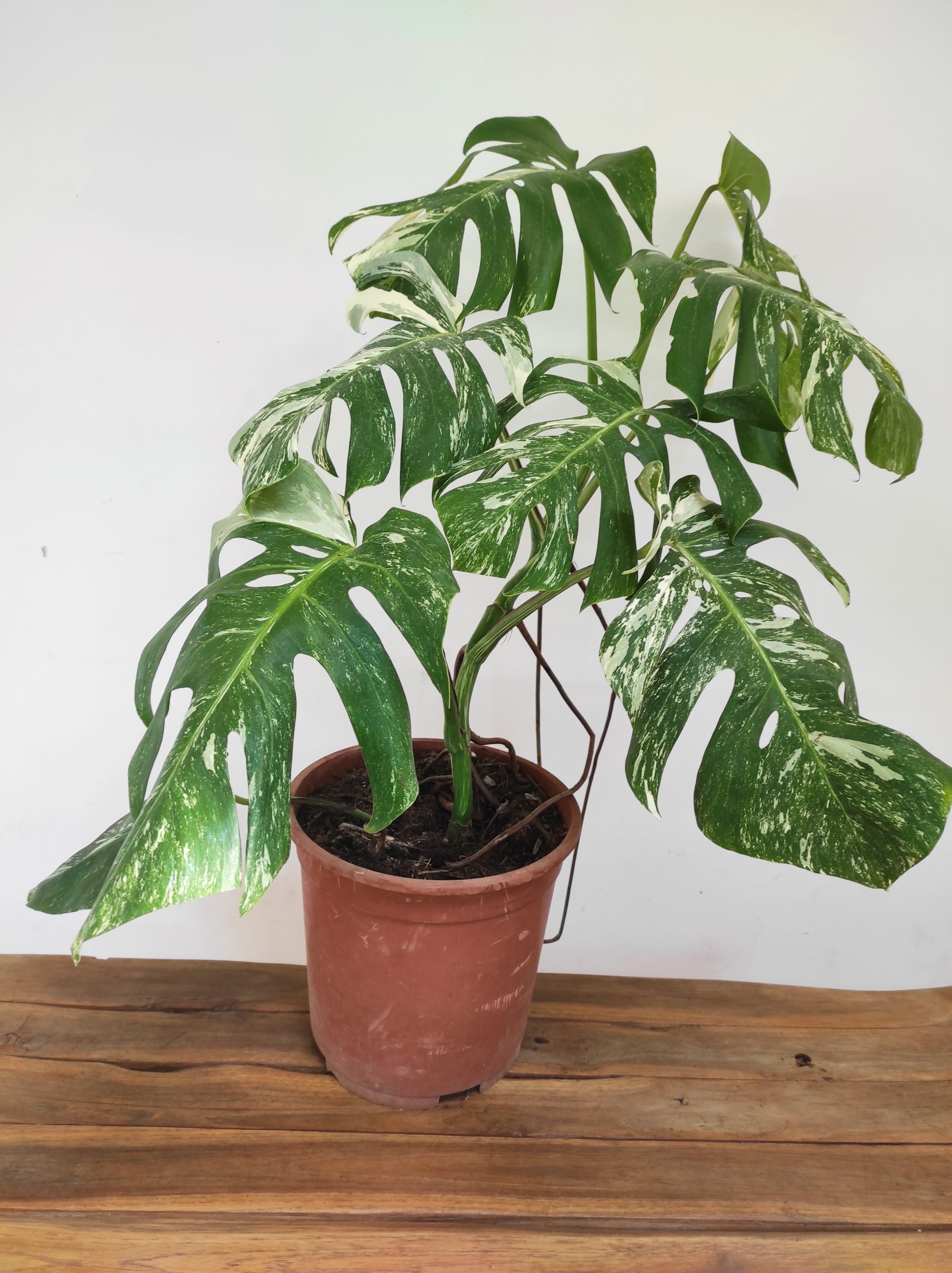 Monstera Deliciosa Variegata