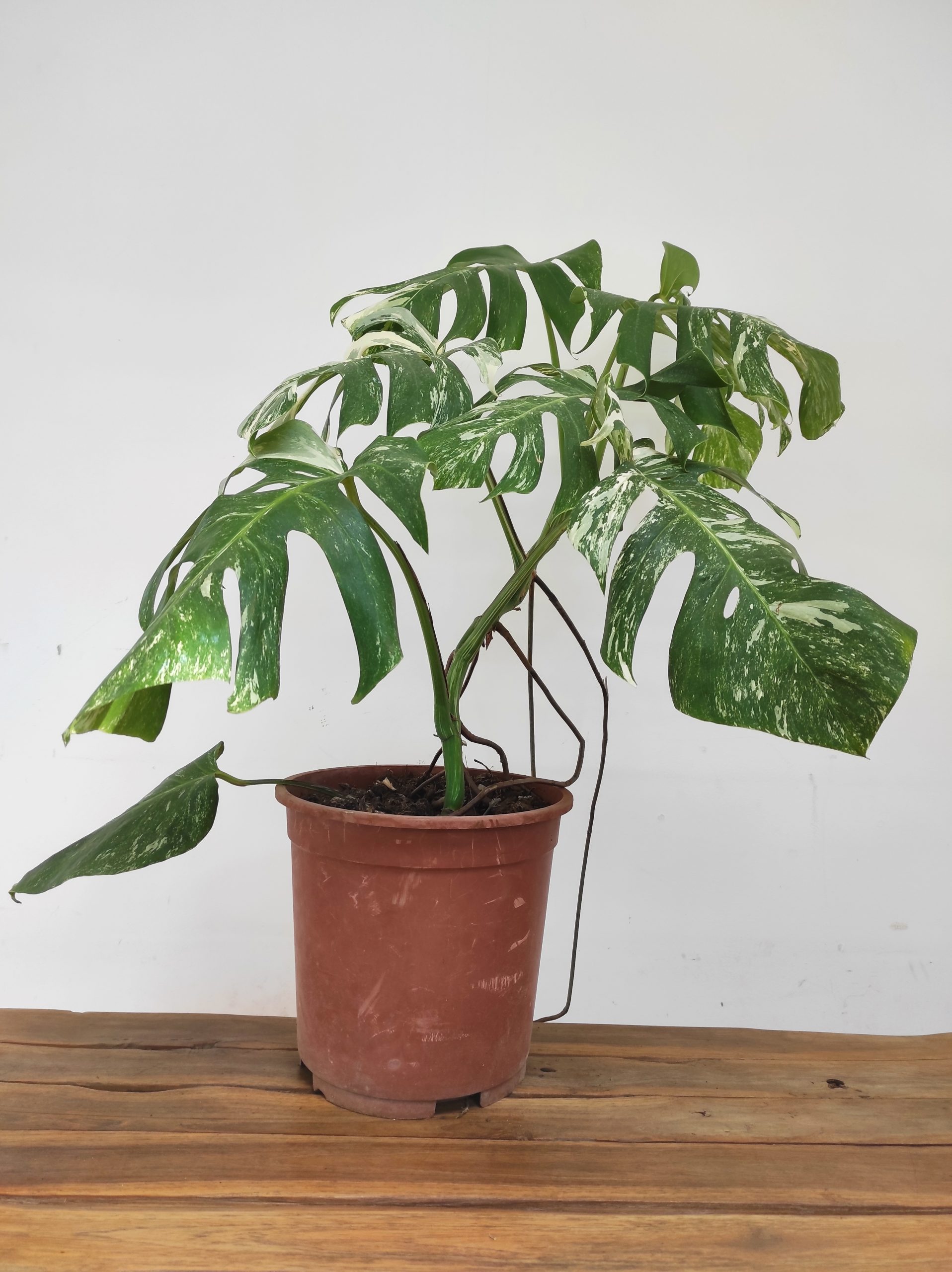 Monstera Deliciosa Variegata - Image 2