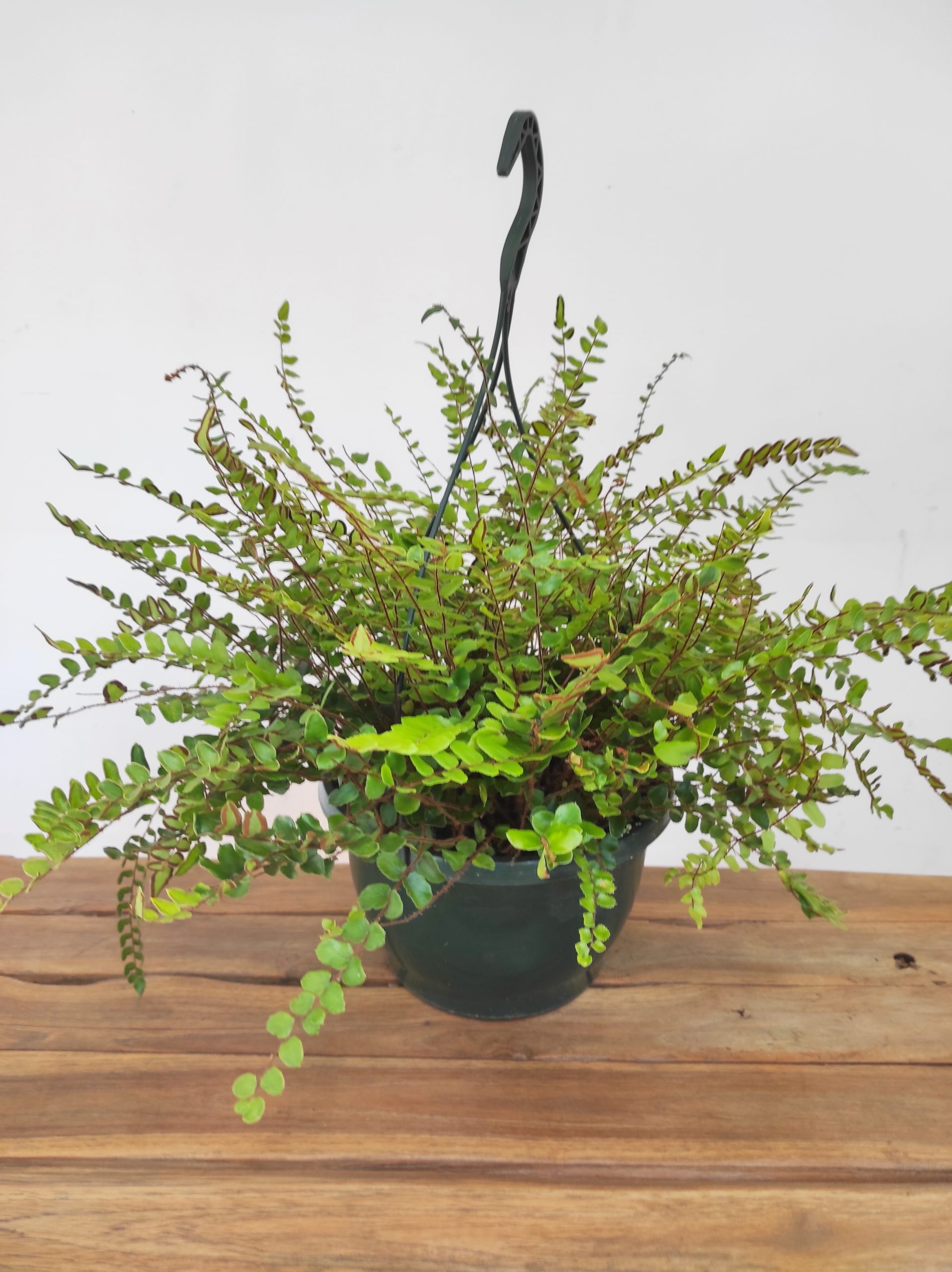 Asplenium Pellaea - Suspensão