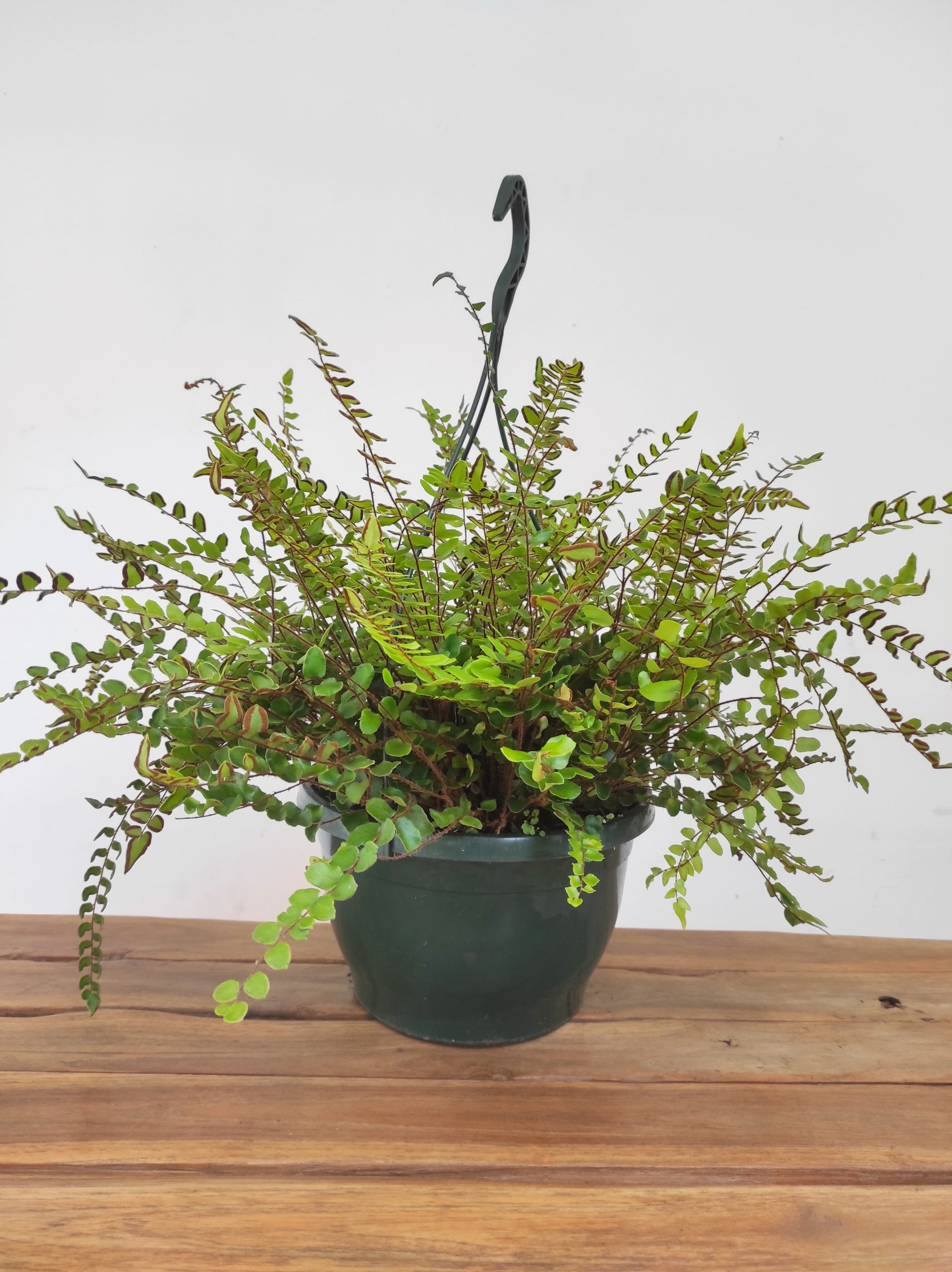 Asplenium Pellaea - Suspensão - Image 2