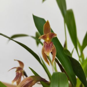 Maxillaria Pulla