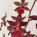 Colmanara Wildcat 'Black Cat'