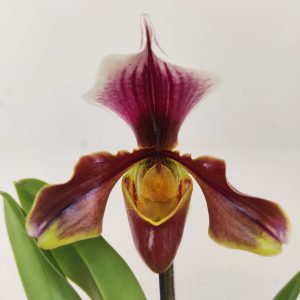 Paphiopedilum – 1 Haste