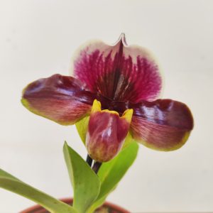 Paphiopedilum – 1 Haste