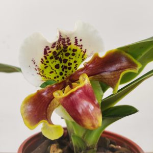 Paphiopedilum – 1 Haste