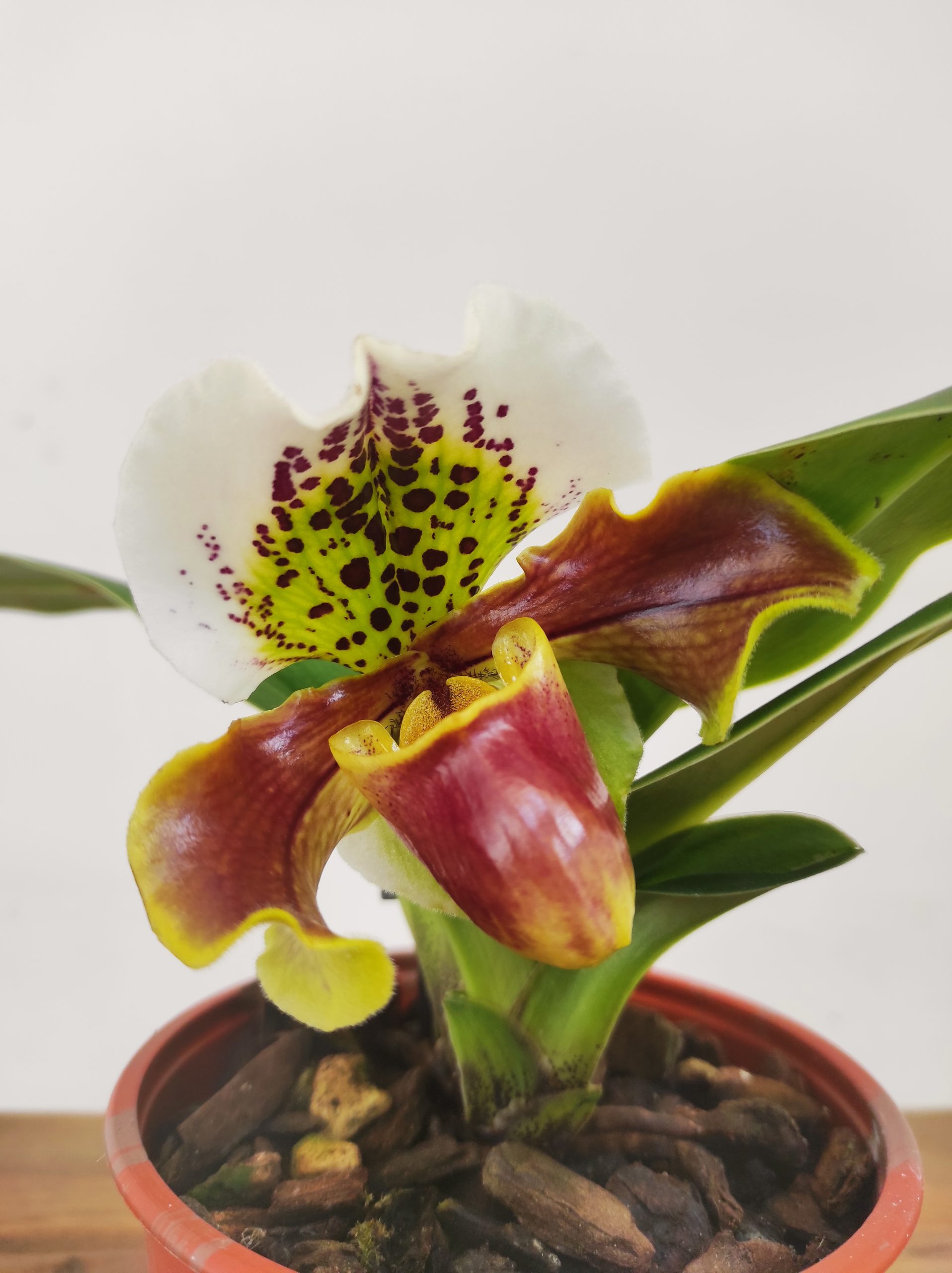 Paphiopedilum – 1 Haste
