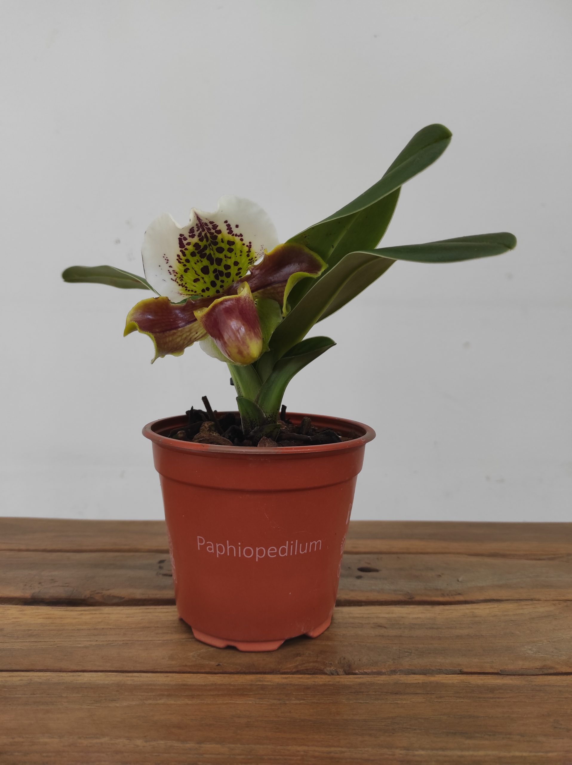 Paphiopedilum – 1 Haste - Image 2