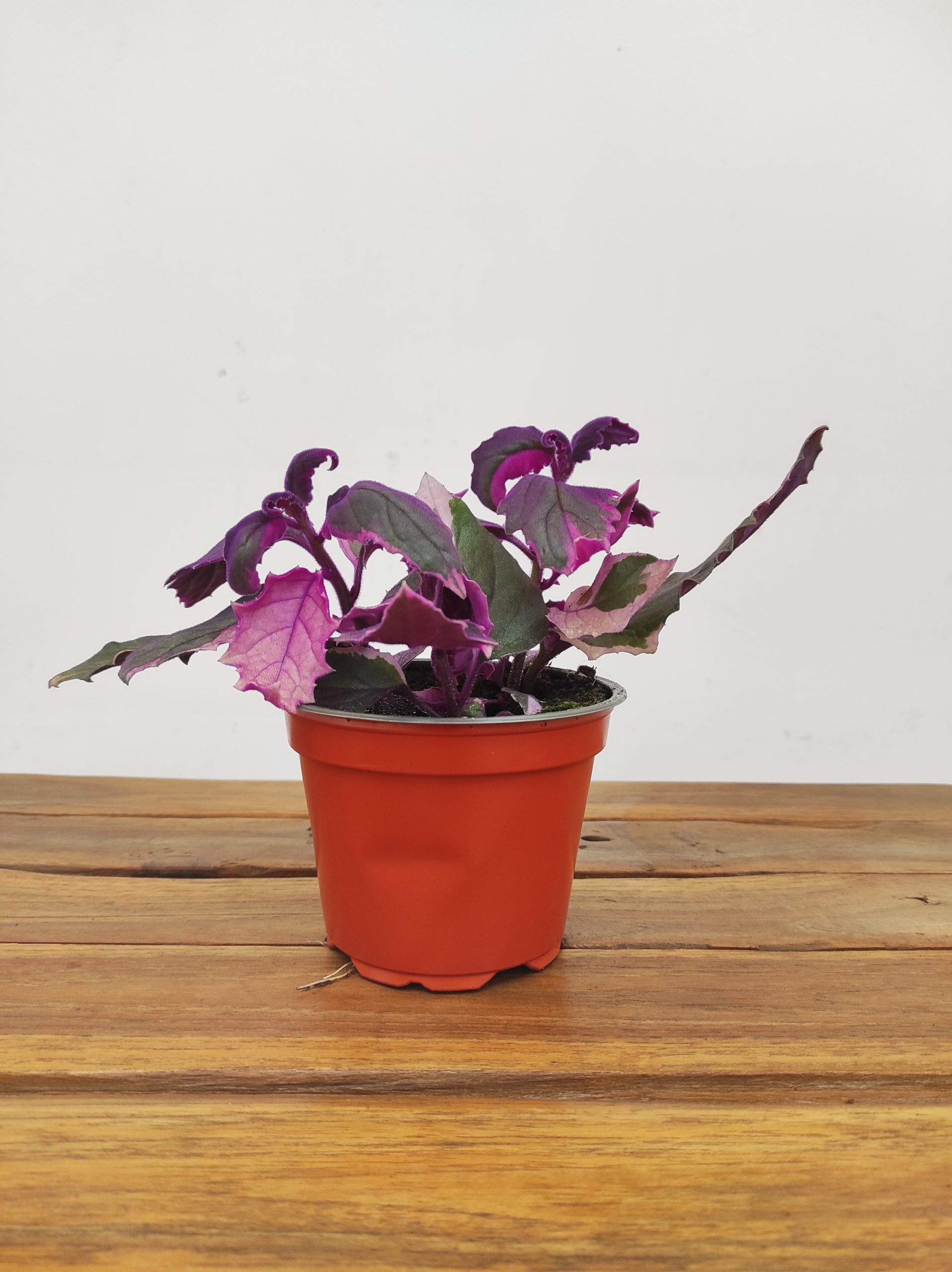 Gynura Variegata - Image 2