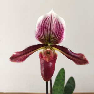 Paphiopedilum Harisianum