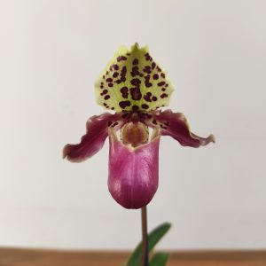 Paphiopedilum Henryanum