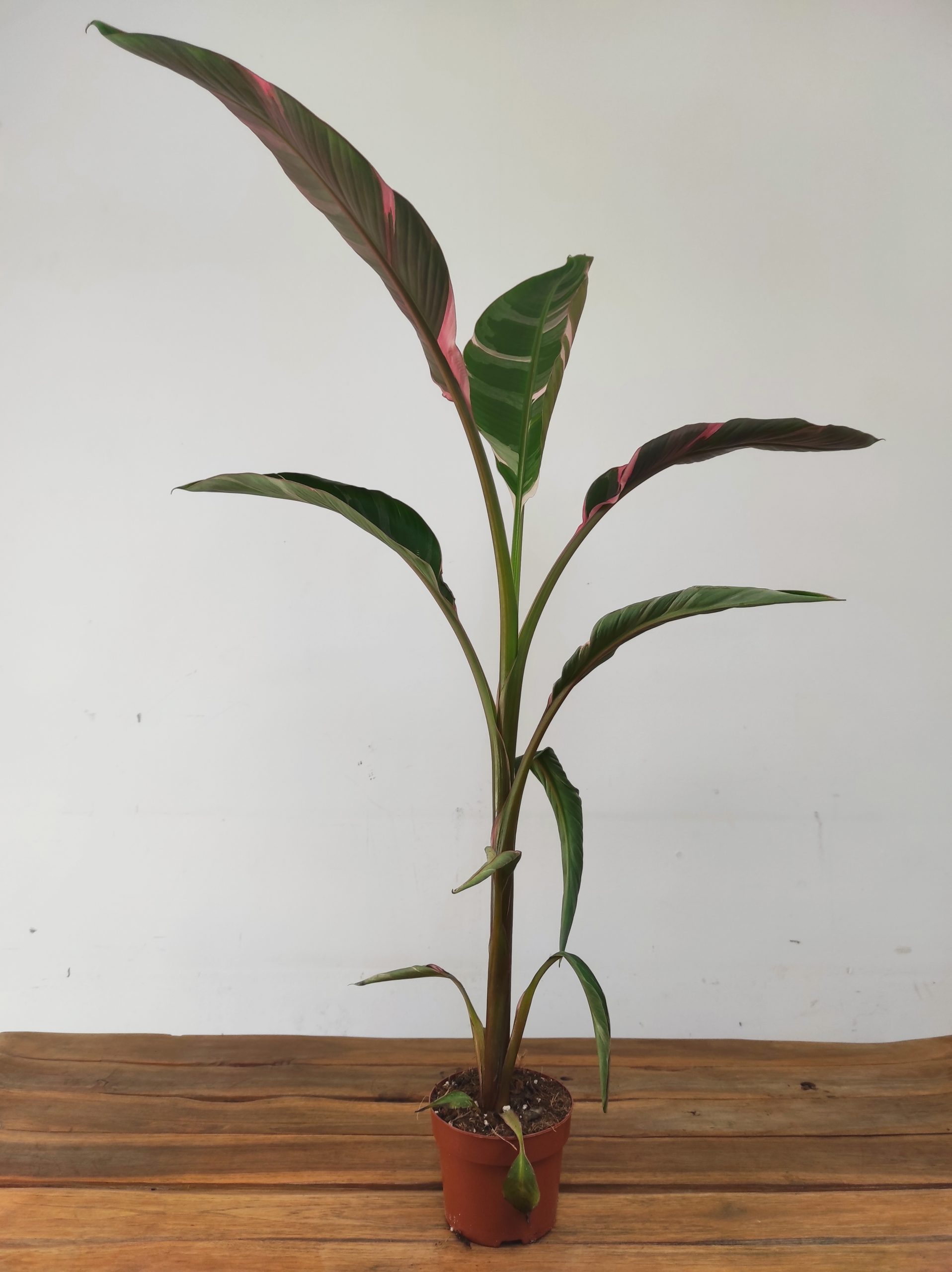 Musa Nono V.17 - Image 2