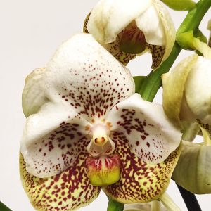 Vanda