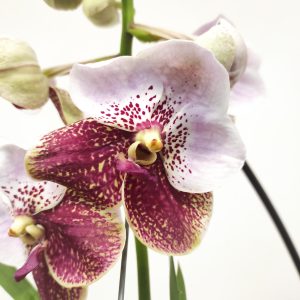 Vanda