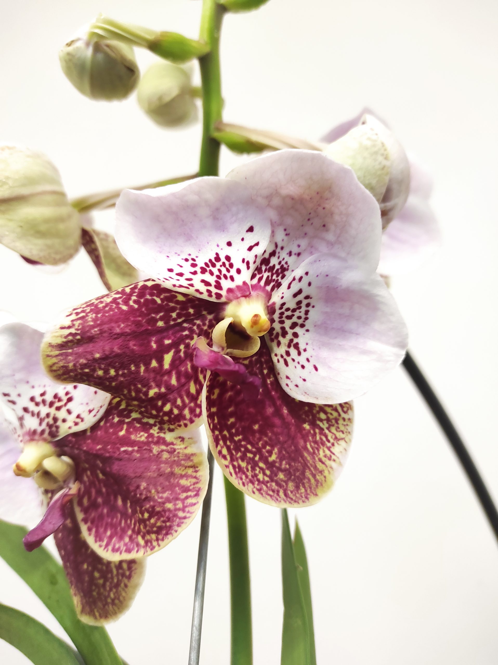 Vanda