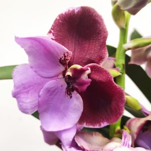 Vanda