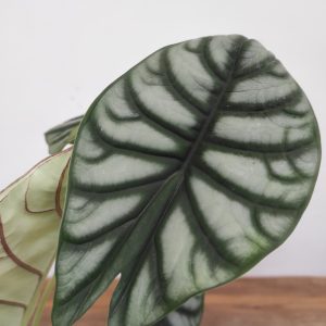 Alocasia Dragon Scale