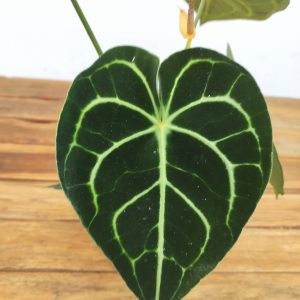 Anthurium Clarinervium