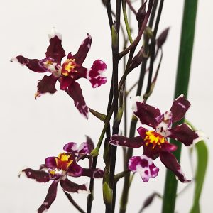 Oncidium Sharry Baby