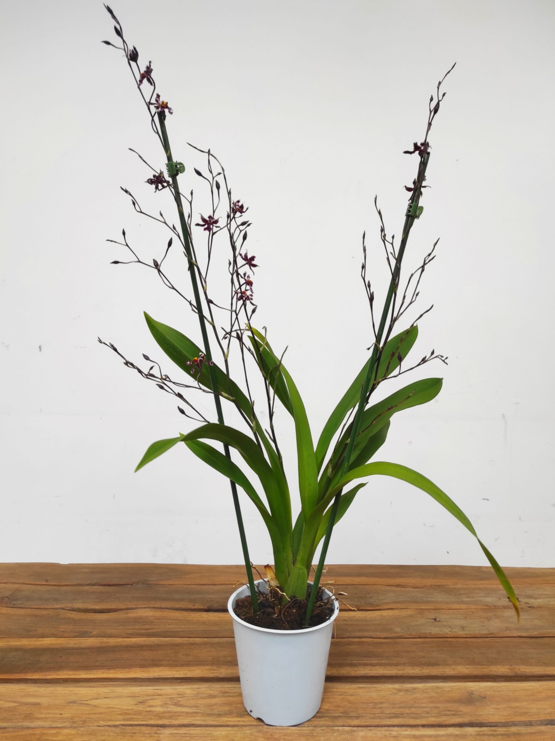Oncidium Sharry Baby - Image 2