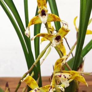 Maxillaria Picta